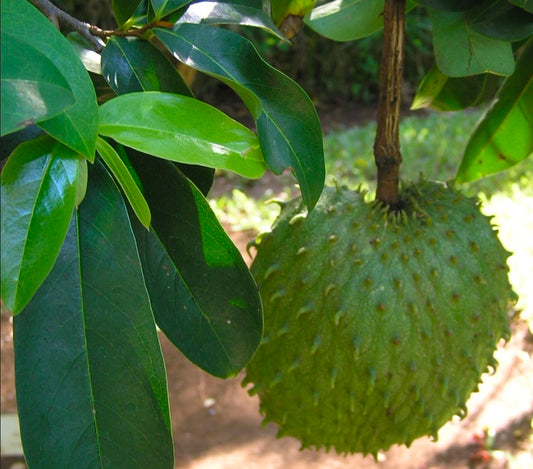 Organic Soursop (Graviola) Tincture